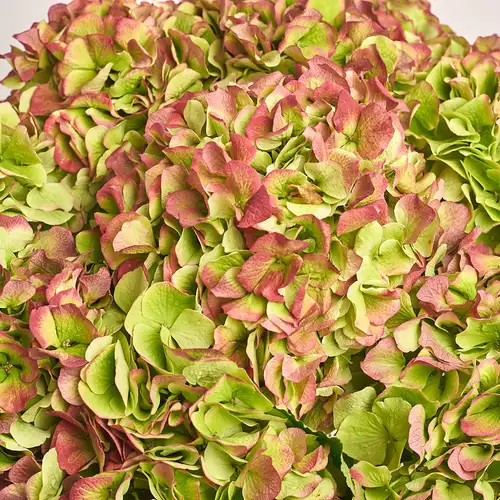 Product image Bouquet of 3 Red Hydrangeas Bicolor, packaging: Coral, vendor code: 3275