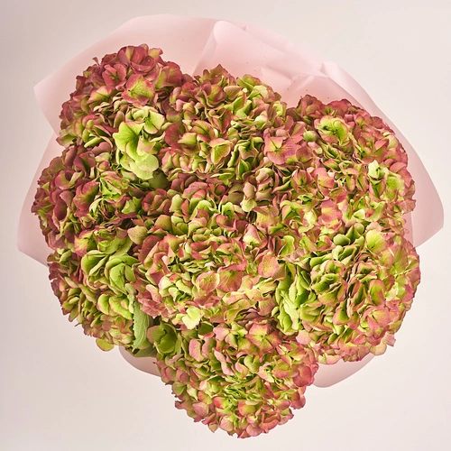 Product image Bouquet of 9 Red Hydrangeas Bicolor, packaging: Composite light pink, vendor code: 3276