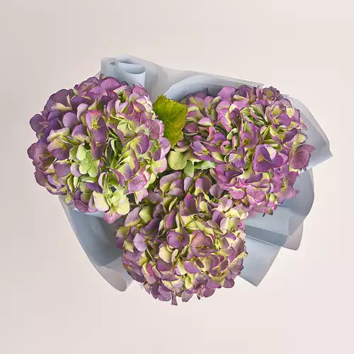 Product image Bouquet of 3 Purple Hydrangeas Bicolor, packaging: Gray, vendor code: 3277