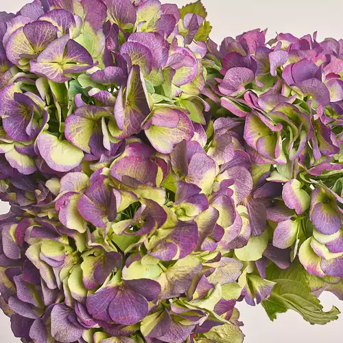 Product image Bouquet of 3 Purple Hydrangeas Bicolor, packaging: Gray, vendor code: 3277
