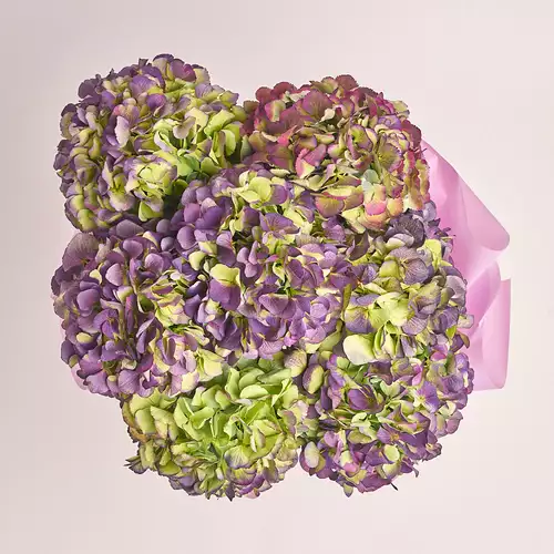 Product image Bouquet of 7 Purple Hydrangeas Bicolor, packaging: Purple, vendor code: 3278