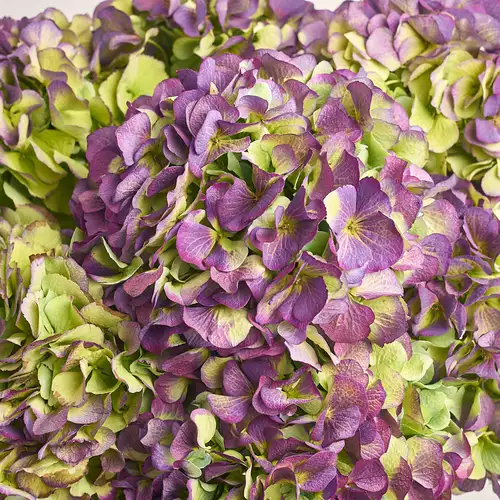 Product image Bouquet of 7 Purple Hydrangeas Bicolor, packaging: Purple, vendor code: 3278