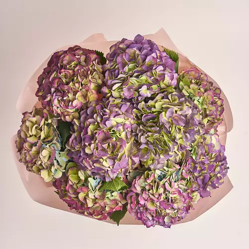 Product image Bouquet of 9 Purple Hydrangeas Bicolor, packaging: Powder, vendor code: 3279
