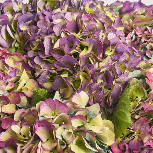 Product image Bouquet of 9 Purple Hydrangeas Bicolor, packaging: Powder, vendor code: 3279