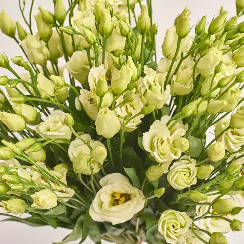 Product image Bouquet of 15 Creen Eustomas, packaging: Kafin rust, vendor code: 3280