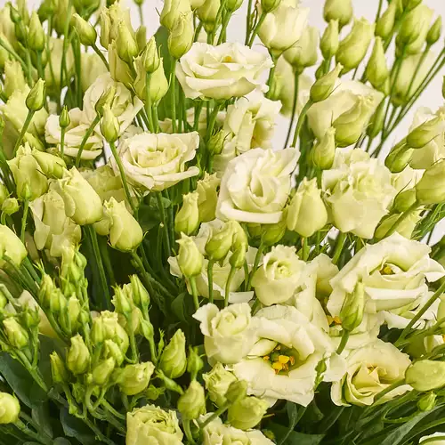 Product image Bouquet of 25 Creen Eustomas, packaging: Gradiens tiffany, vendor code: 3281