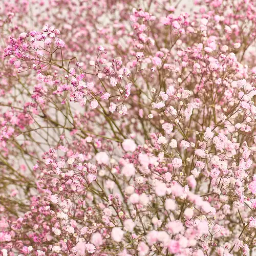 Зображення товару Букет 25 Рожевих Гіпсофіл, пакування: Рожева, артикул: 3282