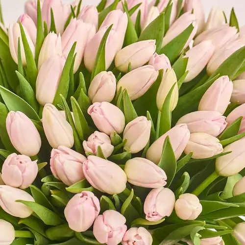Изображение товара Букет 101  Светло-Розовый тюльпан, упаковка: Градиент тиффани, артикул: 3285