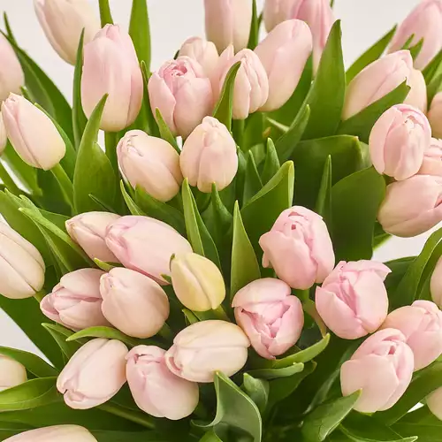 Изображение товара Букет 51  Светло-Розовый тюльпан, упаковка: Голубая, артикул: 3286