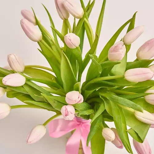Изображение товара Букет 25 Светло-Розовых тюльпанов, упаковка: Градиент розовый, артикул: 3287