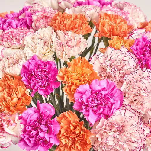 Product image Bouquet 51 Carnations mix, packaging: Gradiens violet, vendor code: 3288