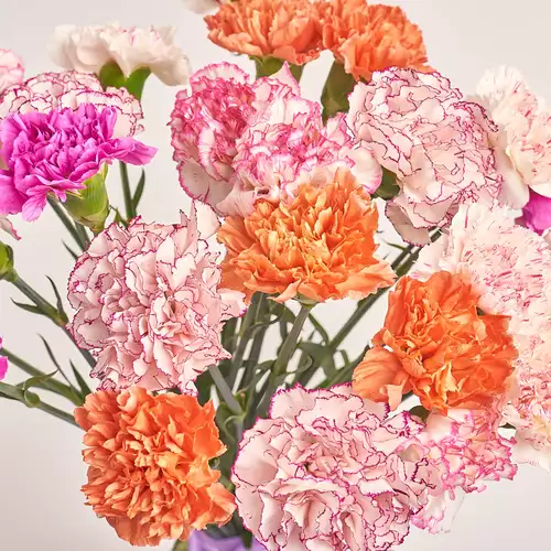 Product image Bouquet 25 Carnations mix, packaging: Transparent, vendor code: 3289