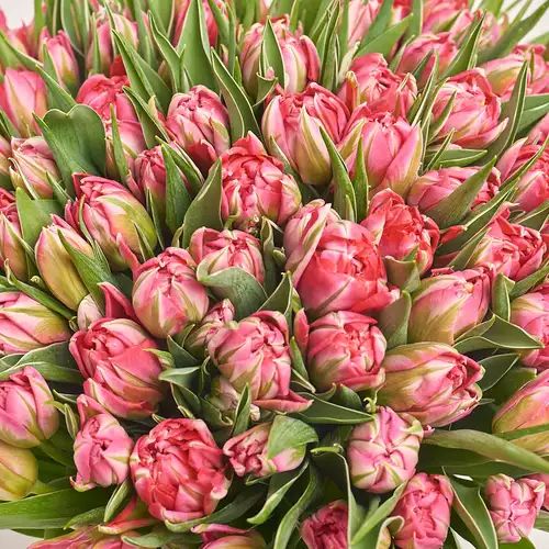 Product image Bouquet 101 Light Pink PionyTulips, packaging: Without packaging, vendor code: 3290