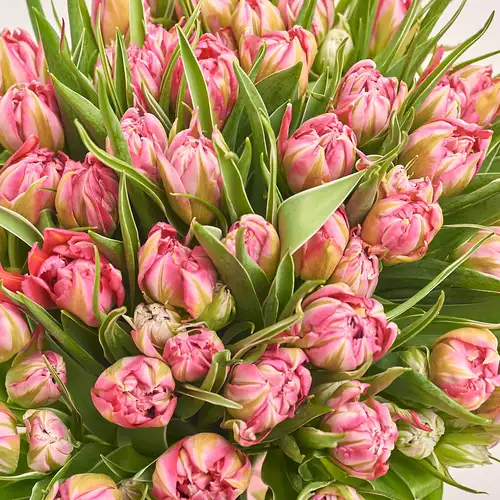 Изображение товара Букет 51 Светло-Розовый пионовидный тюльпан, упаковка: Композит светло-розовый, артикул: 3291