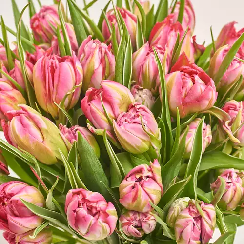 Product image Bouquet 25 Light Pink PionyTulips, packaging: Kafin rust, vendor code: 3292