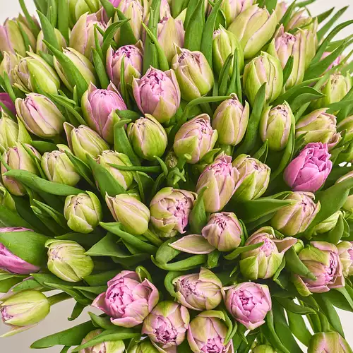 Изображение товара Букет 101 Светло-Фиолетовый пионовидный тюльпан, упаковка: Белая, артикул: 3293