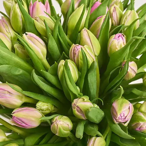 Изображение товара Букет 51 Светло-Фиолетовый пионовидный тюльпан, упаковка: Розовая, артикул: 3294