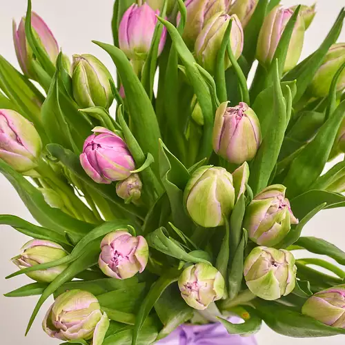 Изображение товара Букет 25 Светло-Фиолетовых пионовидных тюльпанов, упаковка: Серая, артикул: 3295