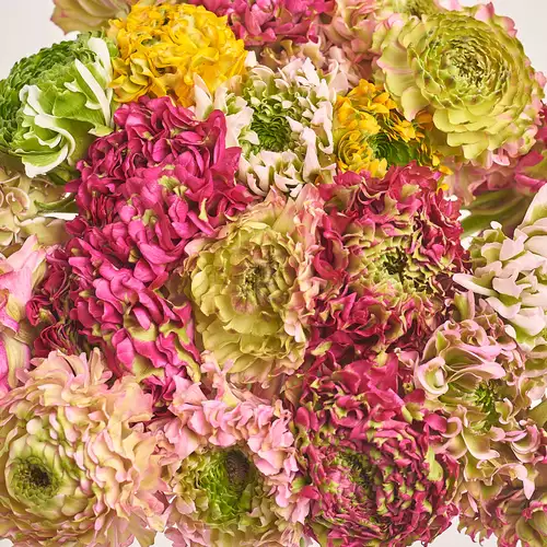 Product image Bouquet 25 Ranunculuses Ponpon mix, packaging: Gradiens tiffany, vendor code: 3305