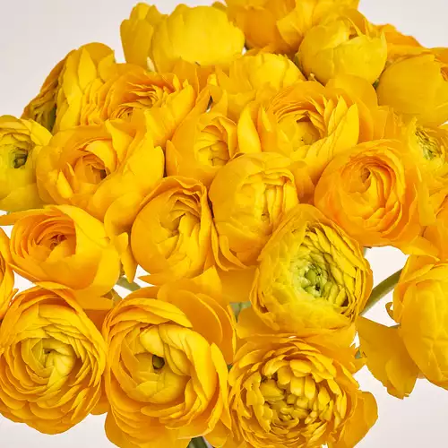Product image Bouquet 25 Yellow Ranunculuses, packaging: Transparent, vendor code: 3306