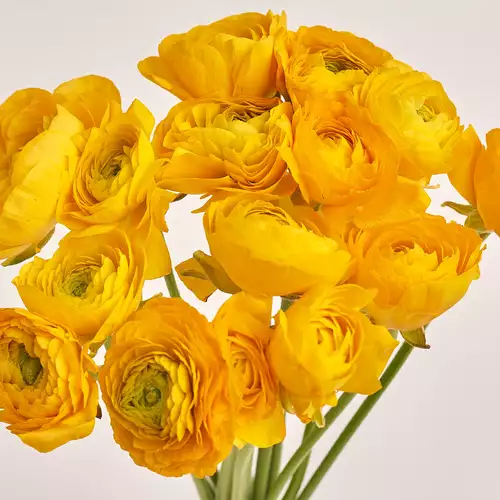 Product image Bouquet 15 Yellow Ranunculuses, packaging: Gradiens violet, vendor code: 3307