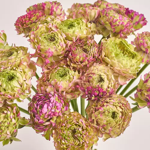 Product image Bouquet 25 Ranunculuses Ponpon Bicolor, packaging: Composite light pink, vendor code: 3308