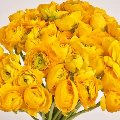 Product image Bouquet 51 Yellow Ranunculuses, packaging: Gray, vendor code: 3313