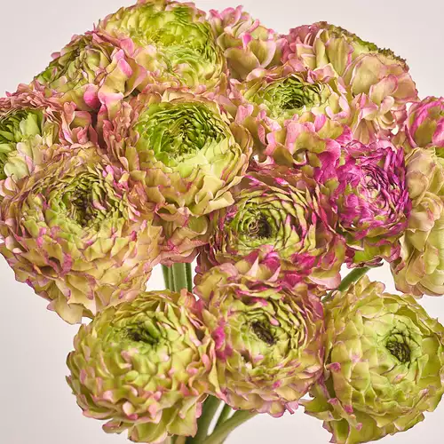 Product image Bouquet 15 Ranunculuses Ponpon Bicolor, packaging: Pink, vendor code: 3314