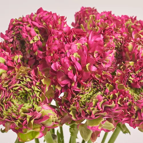 Product image Bouquet 15 Crimson Ranunculuses Ponpon Bicolor, packaging: Gradiens pink, vendor code: 3317