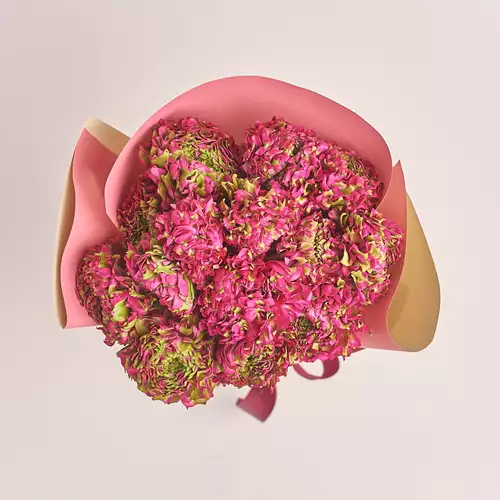 Product image Bouquet 15 Crimson Ranunculuses Ponpon Bicolor, packaging: Gradiens pink, vendor code: 3317
