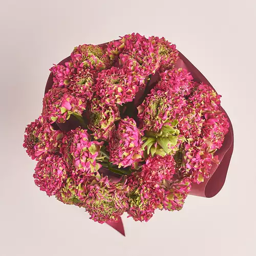 Product image Bouquet 25 Crimson Ranunculuses Ponpon Bicolor, packaging: Coral, vendor code: 3318