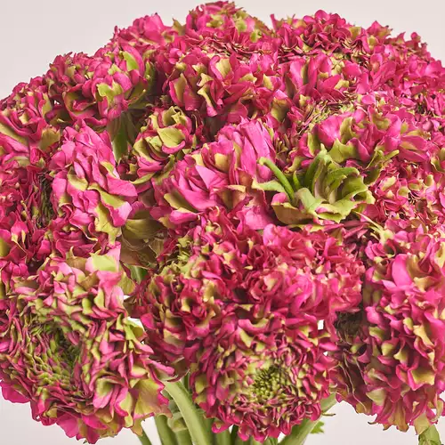 Product image Bouquet 25 Crimson Ranunculuses Ponpon Bicolor, packaging: Coral, vendor code: 3318