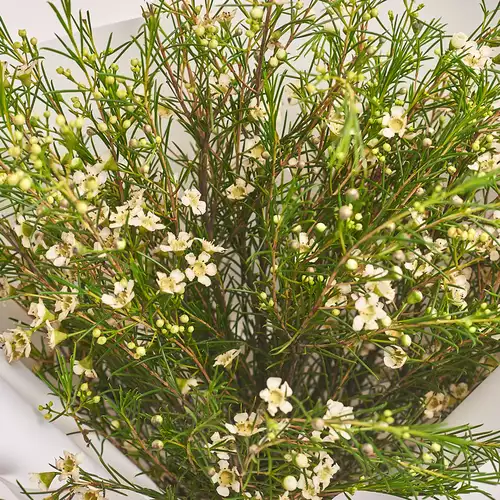 Product image Bouquet 5 White Chamelauciums, packaging: Composite light pink, vendor code: 3319