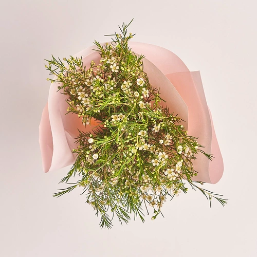 Product image Bouquet 5 White Chamelauciums, packaging: Composite light pink, vendor code: 3319