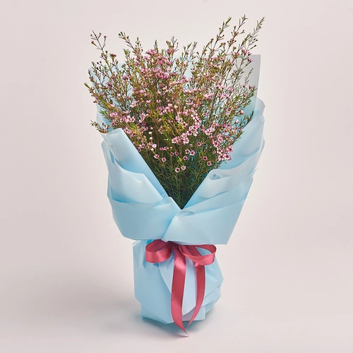 Product image Bouquet of 5 Pink Chamelauciums, packaging: Blue, vendor code: 3320