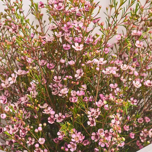 Product image Bouquet of 5 Pink Chamelauciums, packaging: Blue, vendor code: 3320