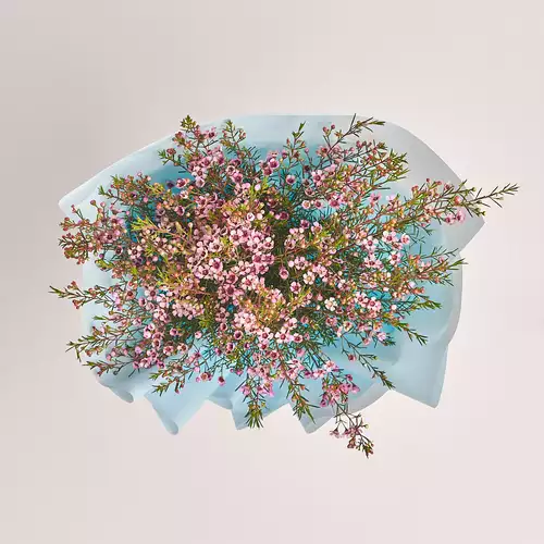 Product image Bouquet of 5 Pink Chamelauciums, packaging: Blue, vendor code: 3320