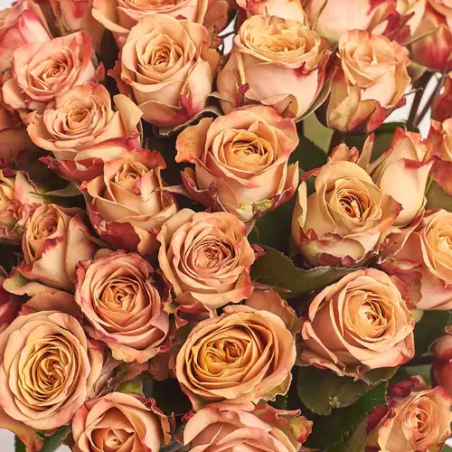 Зображення товару Букет 51 троянда Капучіно, пакування: Прозора, артикул: 3321