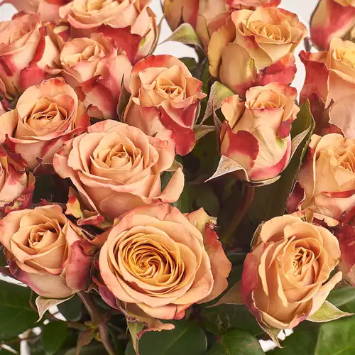 Product image Bouquet of 25 Roses Сappuccino, packaging: Kafin cream, vendor code: 3322