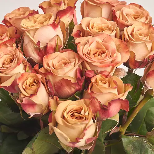 Product image Bouquet of 15 Roses Сappuccino, packaging: Green, vendor code: 3323