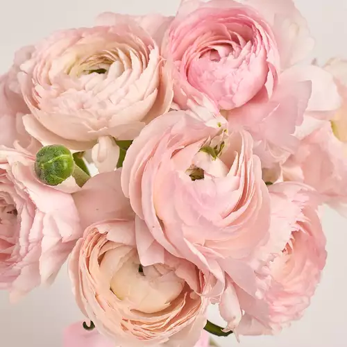 Product image Bouquet 9 Pink Ranunculuses, packaging: White, vendor code: 3324