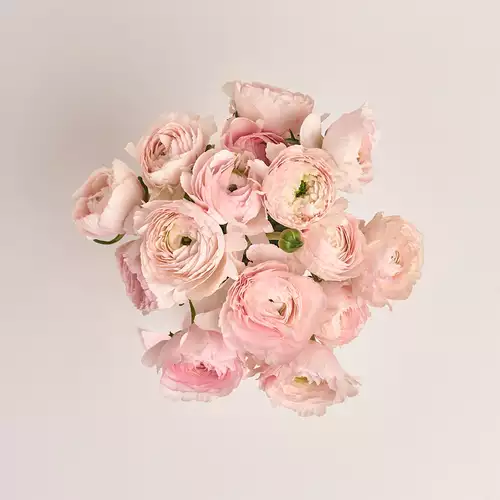 Product image Bouquet 15 Pink Ranunculuses, packaging: Without packaging, vendor code: 3325