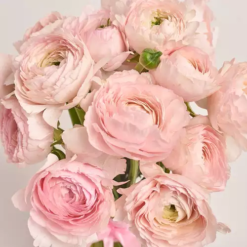 Product image Bouquet 15 Pink Ranunculuses, packaging: Without packaging, vendor code: 3325