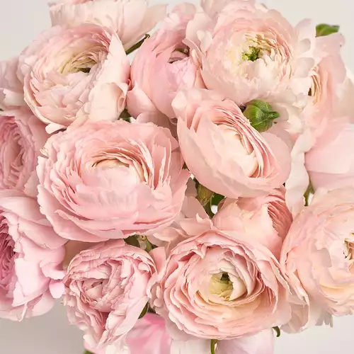 Product image Bouquet 19 Pink Ranunculuses, packaging: Composite light pink, vendor code: 3326