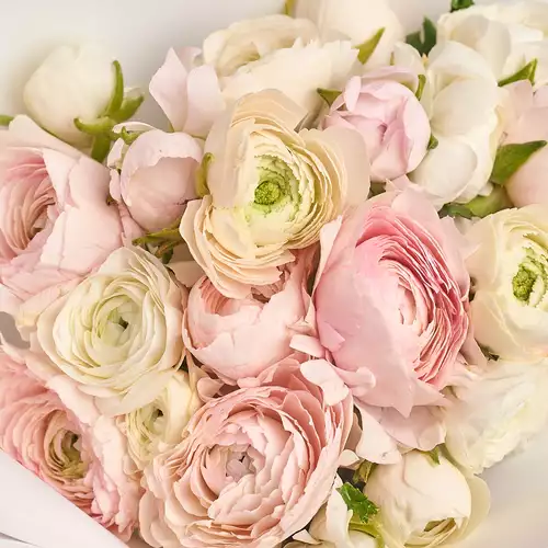 Product image Bouquet 25 Pale Pink Ranunculuses mix, packaging: Gradiens violet, vendor code: 3327