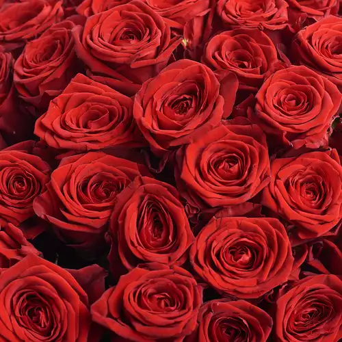 Изображение товара Букет 101 Красная роза Ред Наоми, упаковка: Белая, артикул: 3328