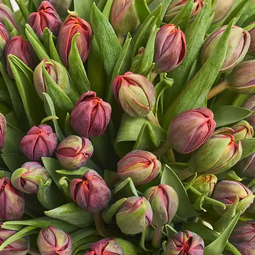 Изображение товара Букет 101  Красный Пионовидный тюльпан, упаковка: Композит светло-розовый, артикул: 3330