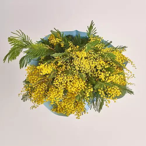 Product image Bouquet of Mimosas L, packaging: Gradiens blue, vendor code: 3331