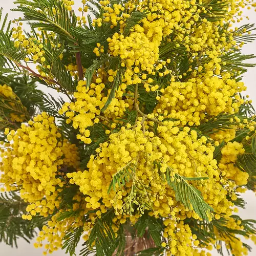 Product image Bouquet of Mimosas М, packaging: White, vendor code: 3332