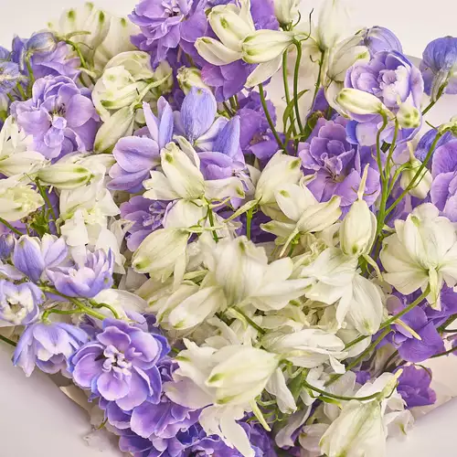 Product image Bouquet 15 Delphiniums mix, packaging: Composite light pink, vendor code: 3334